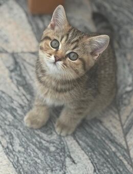 BKH britisch Kurzhaar Kitten black golden tabby - Düsseldorf