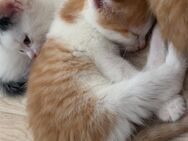 Zuckersüße kitten - Hettstedt
