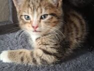Bkh Perser Mix kitten zu verkaufen - Delmenhorst