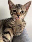 Katze in 58256