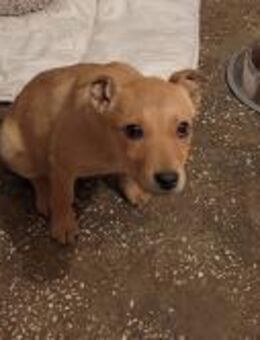 Buzz; im Karton ausgesetzt - Geilenkirchen