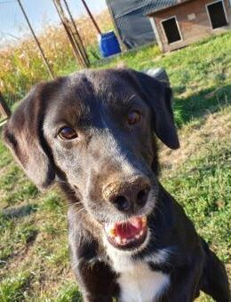 Jerry, liebevolles Zuhause gesucht - Winsen (Aller)