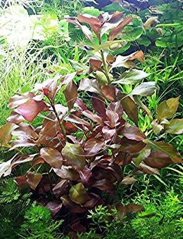 Rotgrüne Ludwigie, Aquarienpflanze, Versand/ Abholung - Mechernich