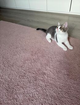 BKH Kater - Witten Zentrum