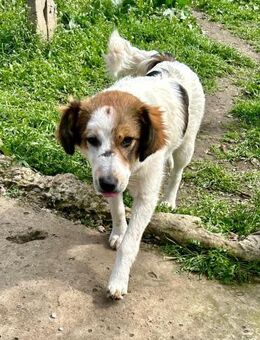 Lucy ist so zauberhaft - Großefehn