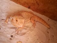Bartagame abzugeben - Staßfurt