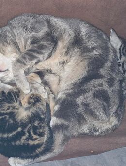 Bkh Mix Kitten - Wangerland