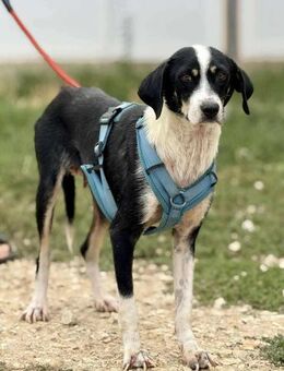 PiTUFA möchte zu dir 😍 - Mylau