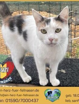 Suzi sucht ein liebevolles Zuhause! - Waakirchen