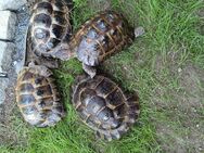 Landschildkröten von 2008 - Ludwigshafen (Rhein)