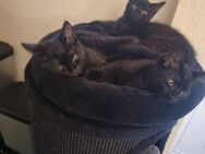 Bkh mix kitten Katzenbabys 14 wochen alt 2 Kater 1 Mädel suchen liebevolles zu Hause - Oberhausen