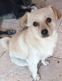 ❤️Kleiner blonder Rüde sucht Körbchen♥️ - Bissingen