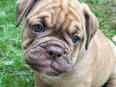 🐶 Wunderschöne English Bulldog Welpen suchen ein liebevolles Zuhause 🏡 in 94163