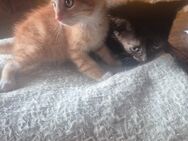 2 Katzenkinder suchen ab 1.8.2025 ein Zuhause - Nünchritz