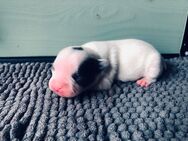 2 Französische Bulldogge Welpe Hündin - Neukirch (Lausitz)