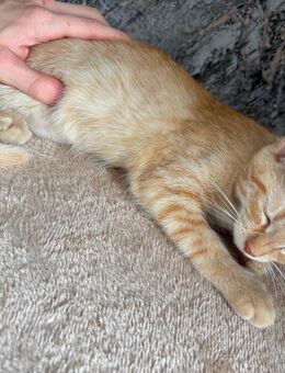 Zwei Kitten 4 Monate beide weiblich BKH reinrassig - Rüsselsheim Zentrum