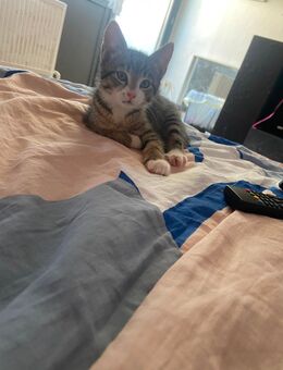 Kater zu verkaufen - Wülfrath