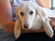 Gesuino sucht liebevolles Zuhause - Neuss