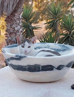 Schmusekater Anton - Bergkirchen