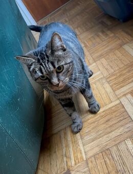 Hauskatze "Bella" - Hamburg