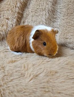 CH Teddy Weibchen Rotschimmel Meerschweinchen - Perl