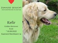 Zuhause gesucht für Kefir - Lippetal