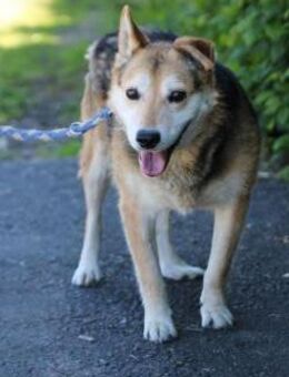 Haro - lieber, ruhiger Rüde - Lohra