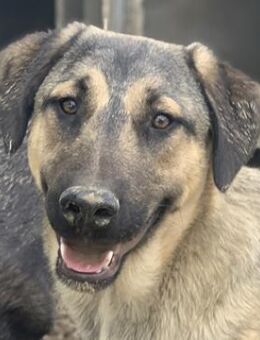 Liam, geb. ca. 09/2022, Griechenland - Markdorf