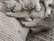 Katzen baby - Nürnberg
