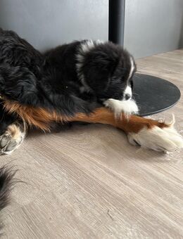Bernersenne Landseer Welpen - Werl