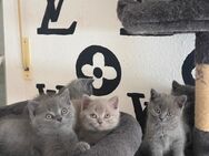 BKH kitten - Düren