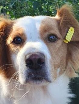 NOALI-wunderschöne Hündin,50 cm - Rösrath