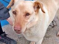 LAIKA - rüstige Rentnerin möchte Heim! - Sulzbach-Laufen