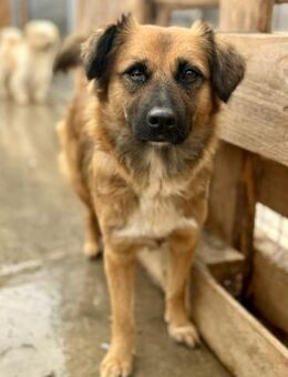 Liba - geballte 40 cm voller Liebe - Weilheim (Oberbayern)