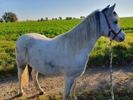 Ponystute Kinderpony Kutschpferd Welsh - Eilenburg