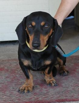Fröhlicher Kàci sucht sein Revier - Essen