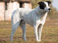 lieber,kastrierter Marley lebt im freien - Abensberg