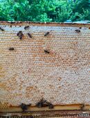 Honig, Waben Honig in 44328