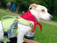 kleine Hundedame Bella - Jestetten