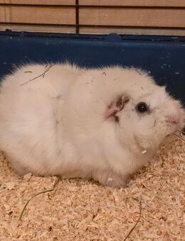 ❤️ SNOW ❤️ d Meerschweinchen Kastrat Rosette weiß - Dortmund