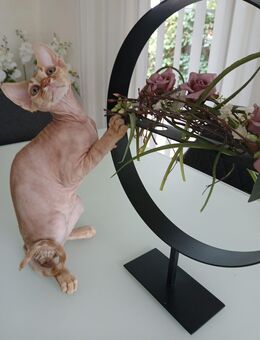 Devon Rex Kitten - Rheda-Wiedenbrück