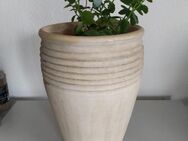 Bodenvase 40cm mit Kies und Pflanze - Fulda Zentrum