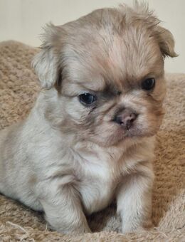Frusky ( Huskybulldog ) Welpen 5 Wochen alt. 2 Mädchen drei Rüden - Lübeck