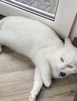Eine 18. Monate junge weiße Katze Maine Coon Khao Manee Einzigartiger Mix s. Text - Mosbach