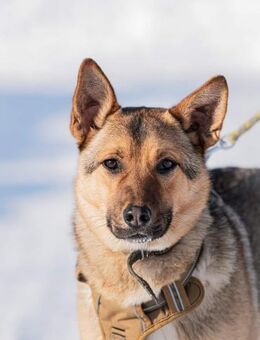 Luke, ein wahrer Schatz - Süderholz