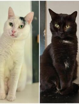 🐾 Traumpaar Stelica & Elsa 🏡💞 - Eislingen (Fils)