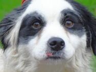 CHARLIE 2 sucht Menschen mit Herz - Gefrees