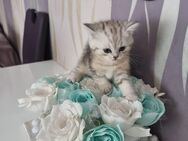 Britische babykatze - Ettlingen Zentrum