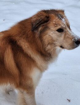 Unsere Hund braucht ein neues zu Hause - Hamburg