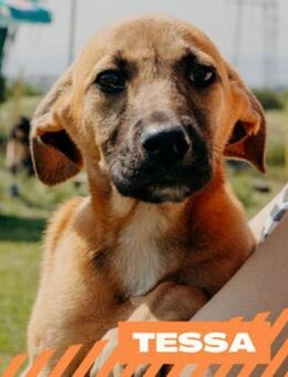 Tessa - kleines Goldstück - Berlin